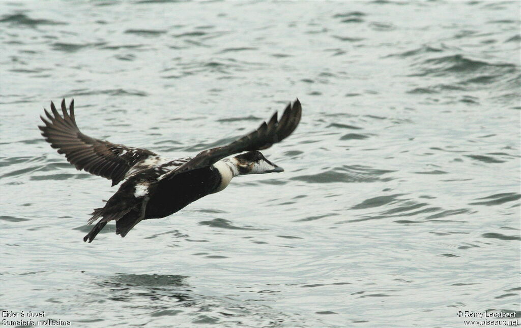 Eider à duvet mâle immature