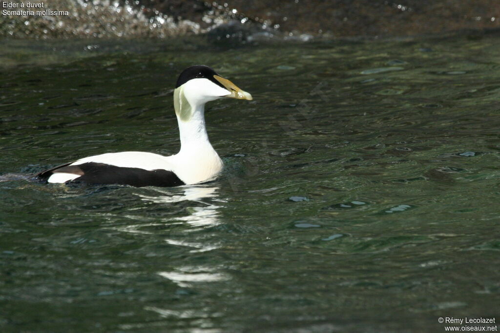 Common Eider male adult breeding