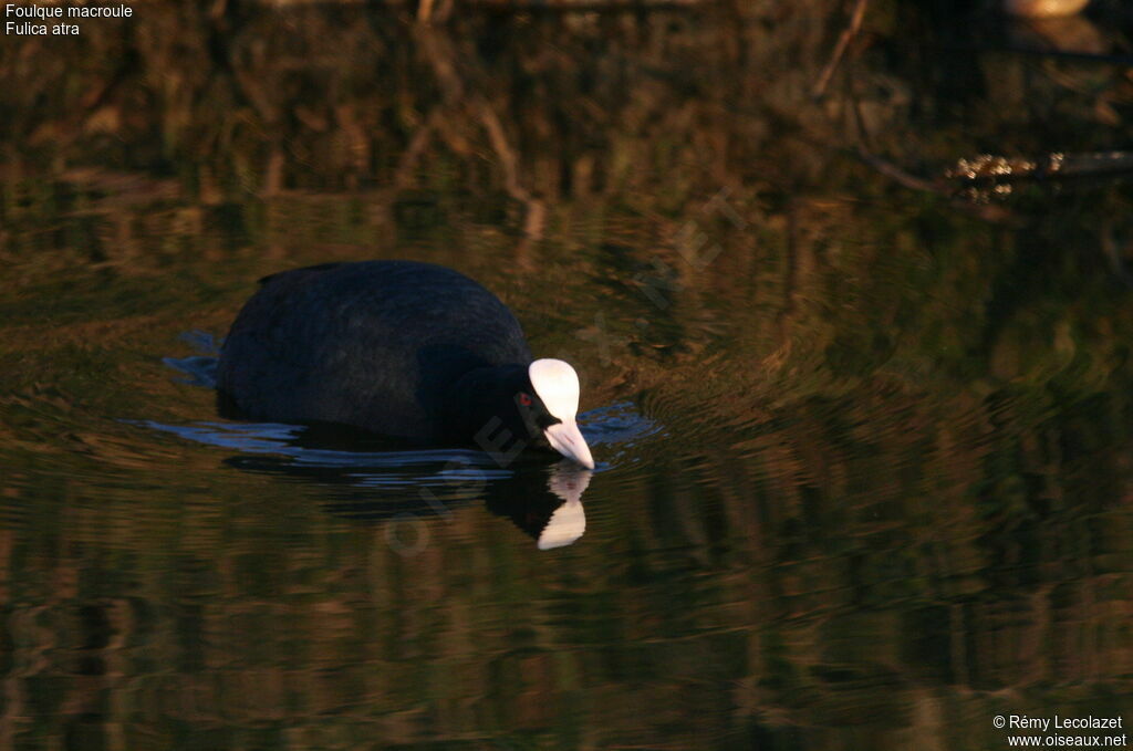 Eurasian Coot