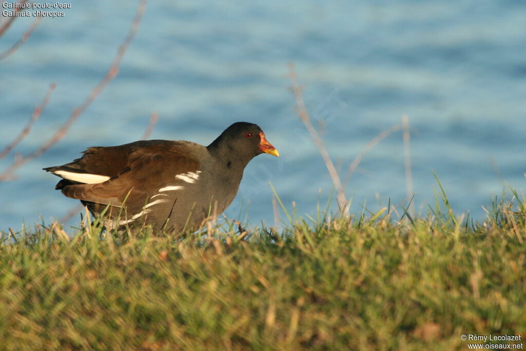 Common Moorhen