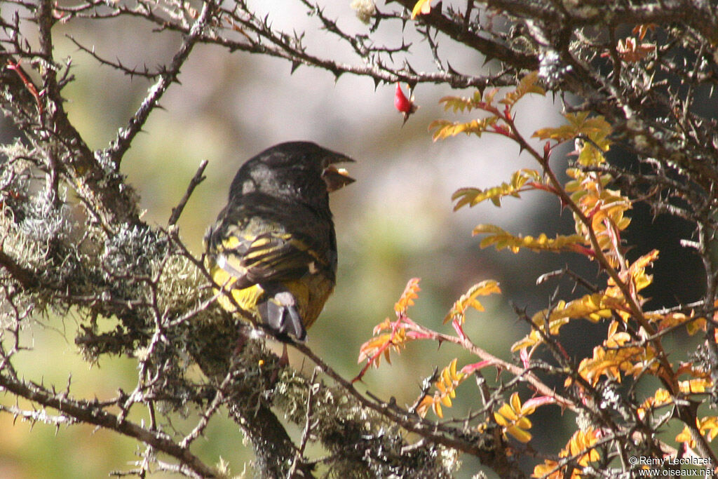 White-winged Grosbeak