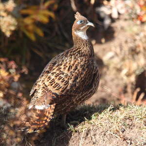 Lophophore resplendissant