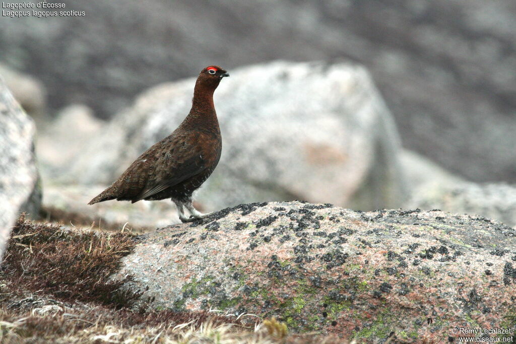 Red Grouseadult
