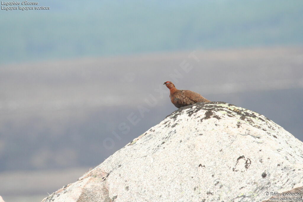 Red Grouseadult