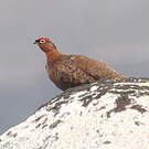 Lagopède d'Écosse