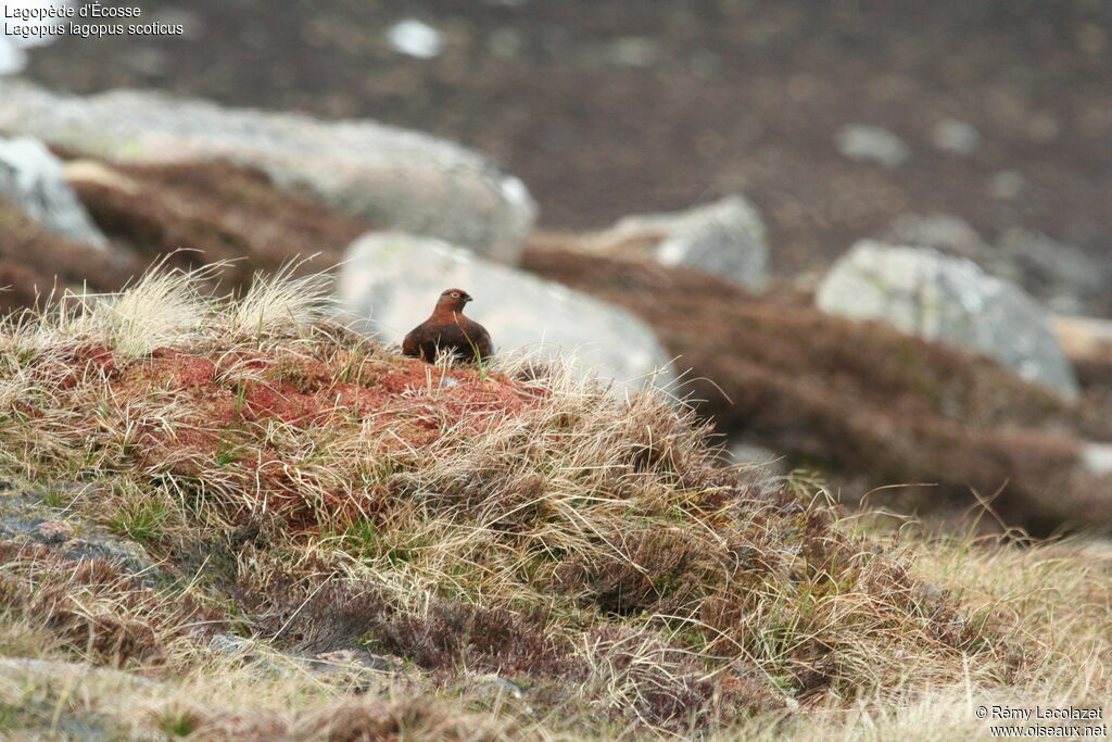 Red Grouseadult