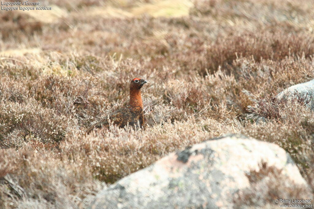 Red Grouseadult