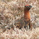 Lagopède d'Écosse