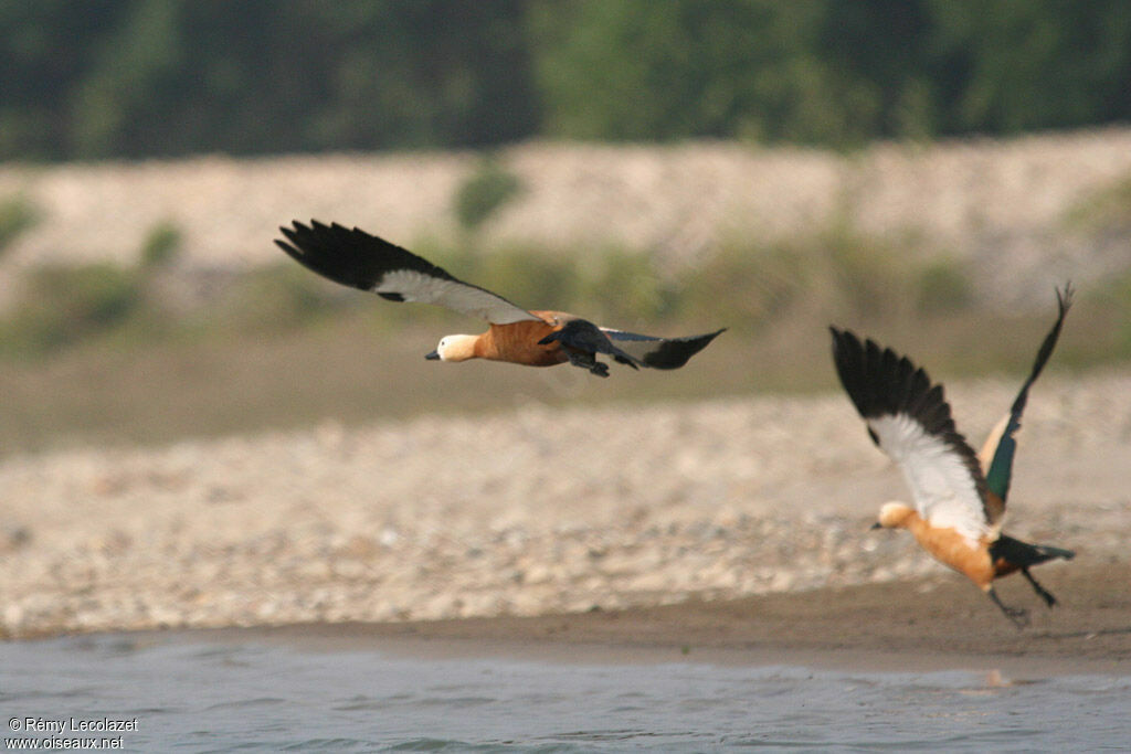 Ruddy Shelduck