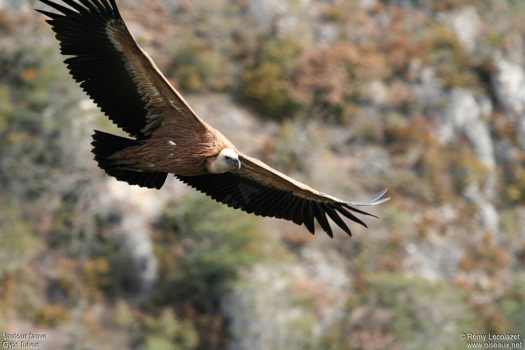 Vautour fauve