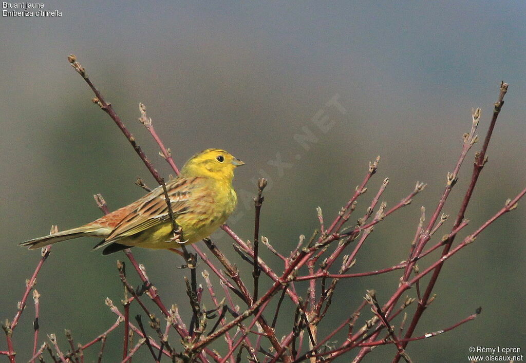 Bruant jaune mâle adulte