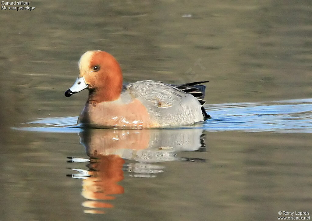 Canard siffleur mâle adulte