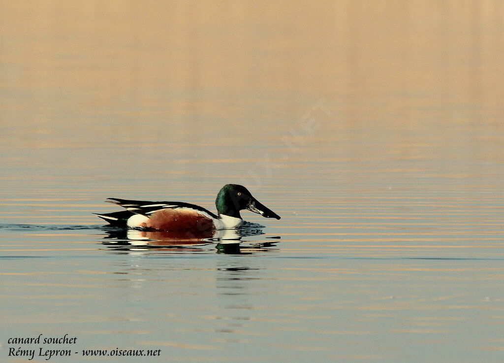 Canard souchet mâle