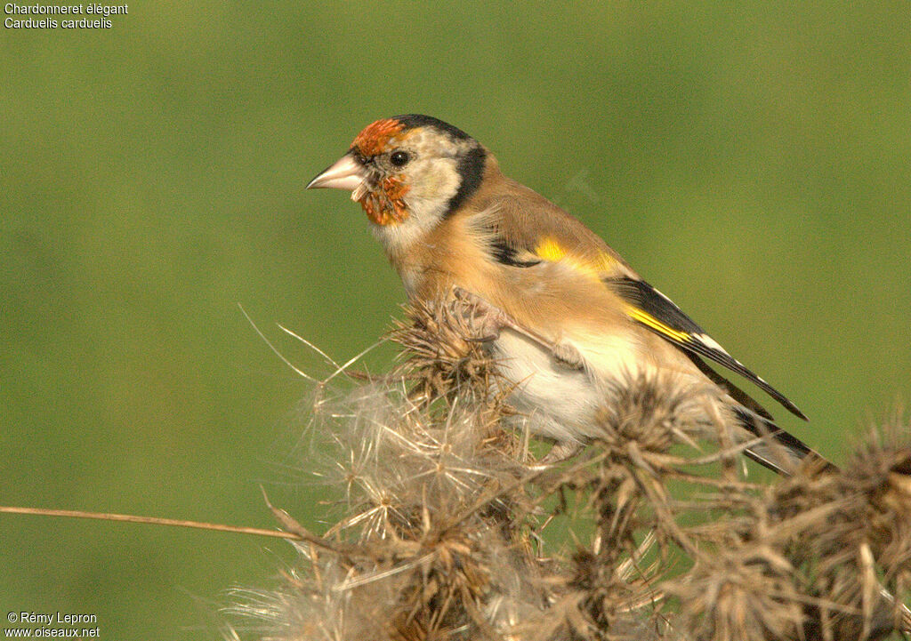 Chardonneret élégant