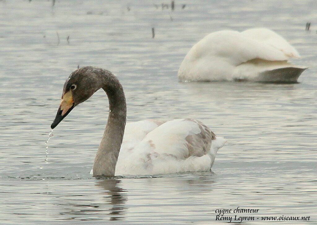 Cygne chanteurimmature
