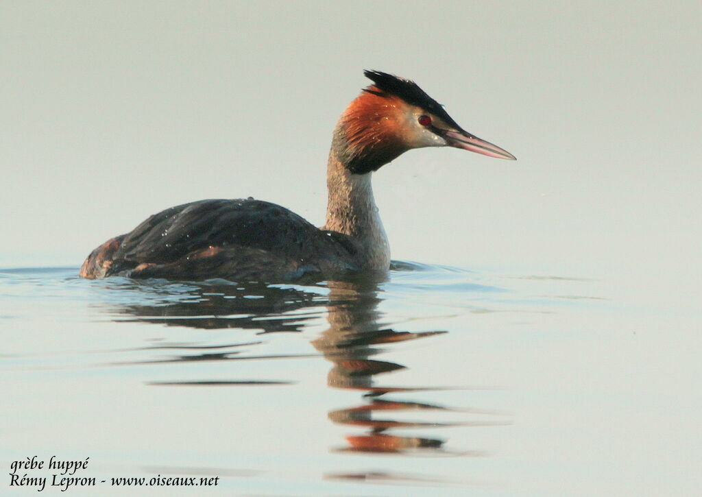 Great Crested Grebeadult breeding