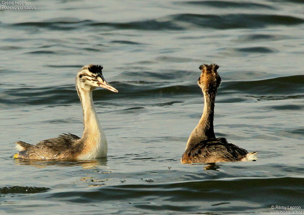 Great Crested GrebeFirst year