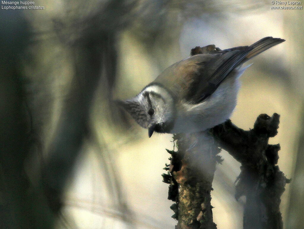 Mésange huppée