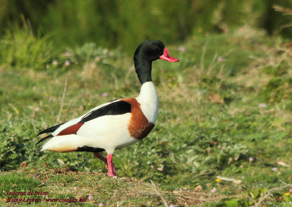 Common Shelduck male adult