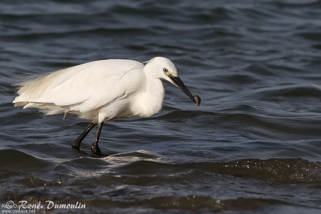 Little Egretadult, feeding habits, eats