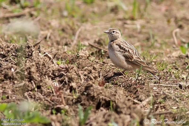 Greater Short-toed Larkadult, habitat, pigmentation, Behaviour