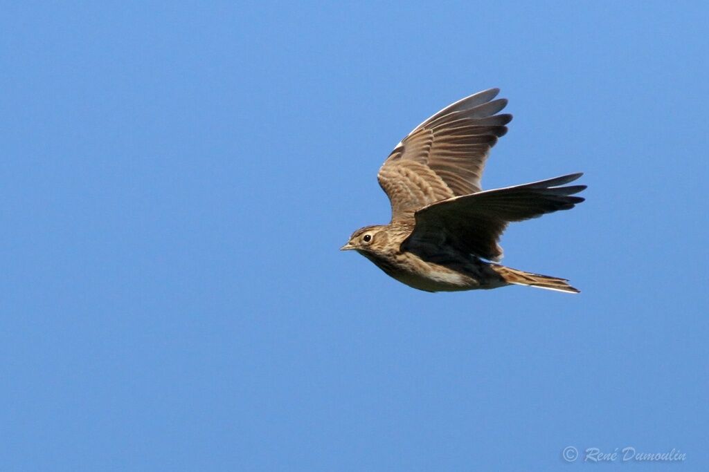 Eurasian Skylark, Flight