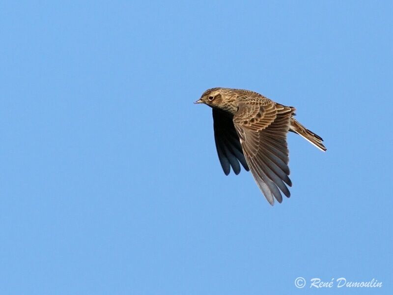 Eurasian Skylark, Flight