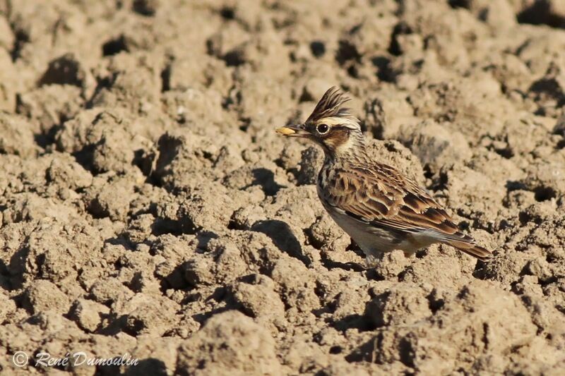 Woodlark, identification, feeding habits