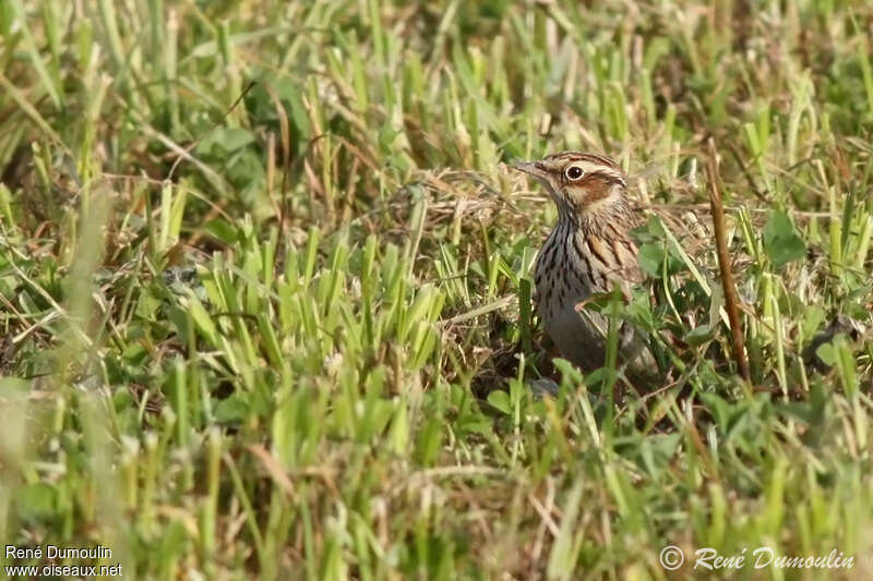 Woodlark, close-up portrait