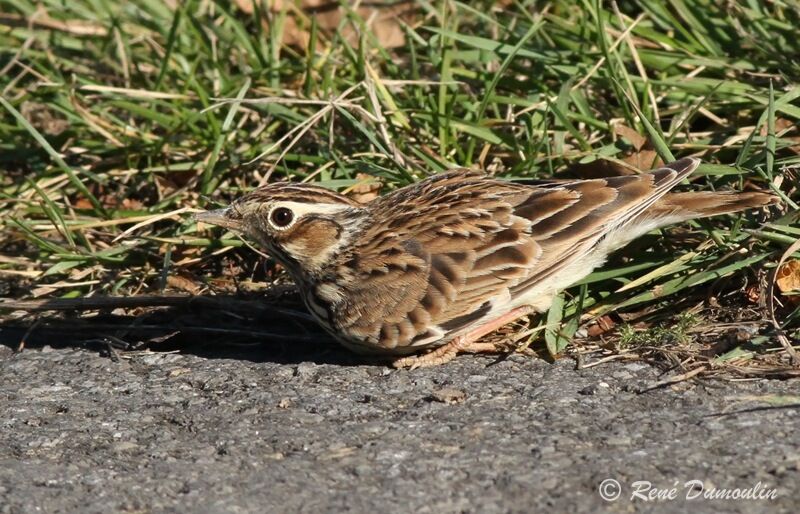 Woodlark, identification