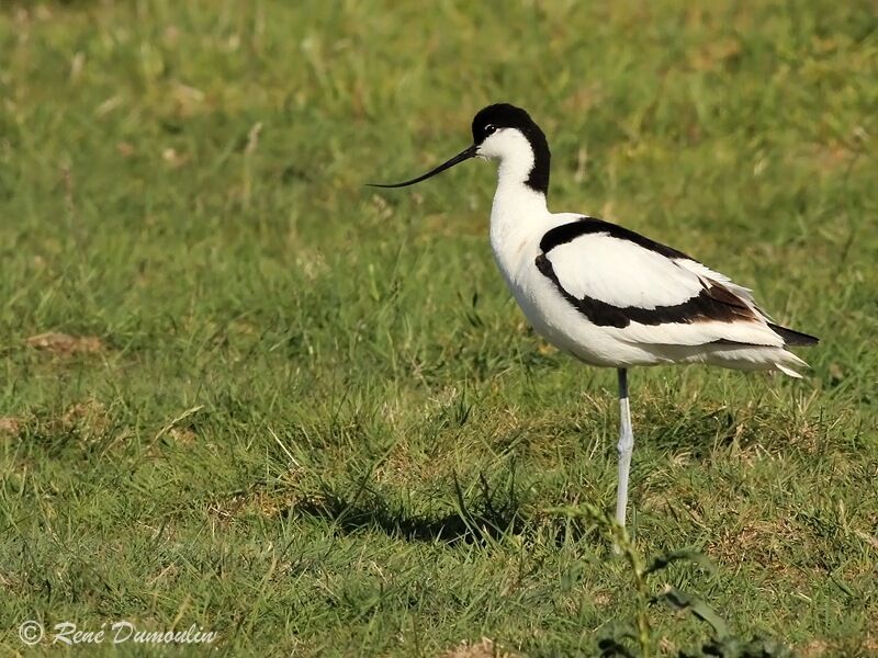 Avocette éléganteadulte, identification
