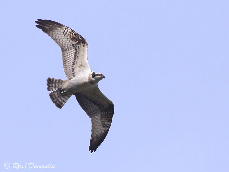 Ospreyjuvenile, Flight