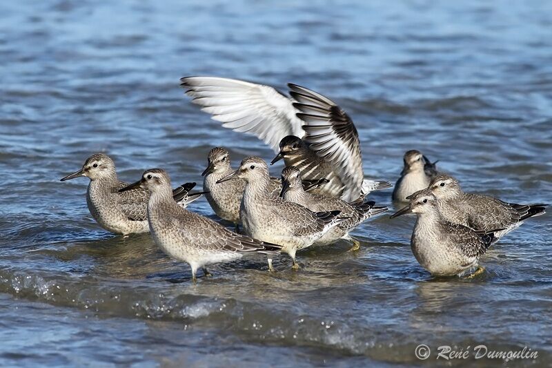 Red Knot, identification