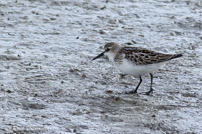 Little Stintjuvenile, identification