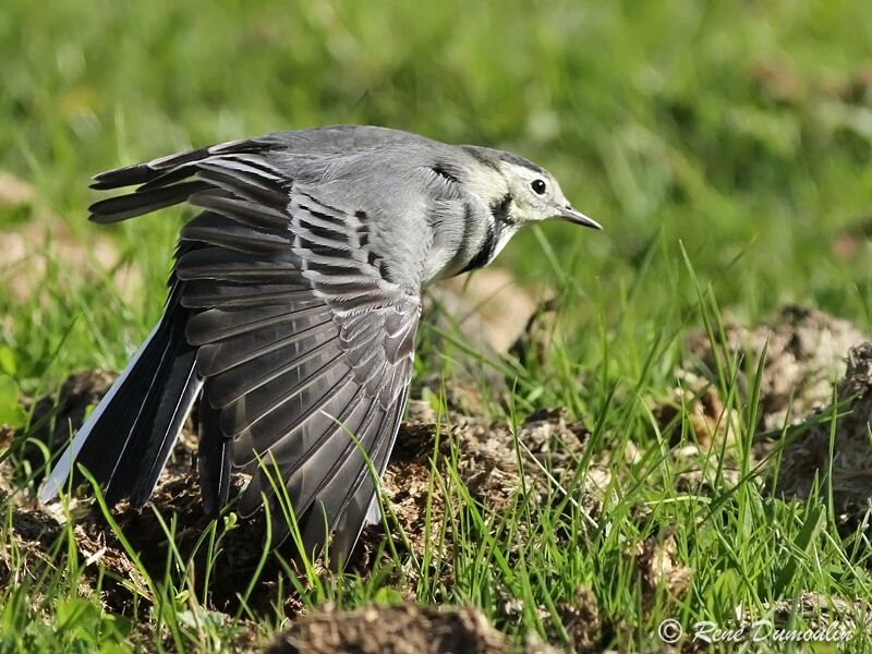 White Wagtailadult, identification, Behaviour