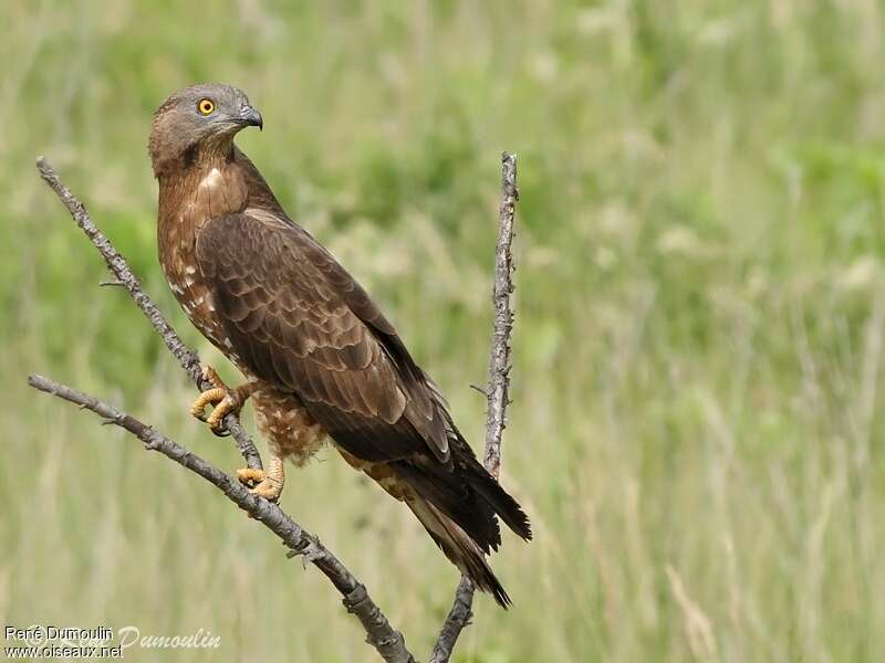 European Honey Buzzard male adult, identification
