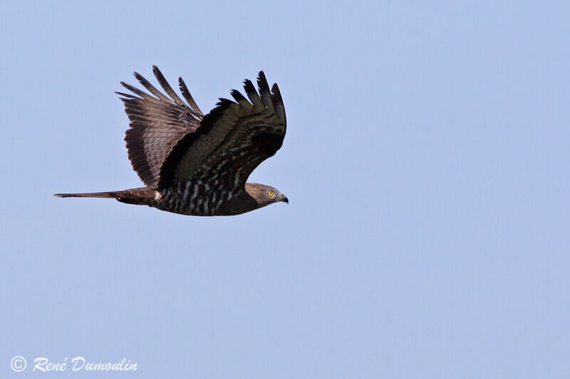 European Honey Buzzard male adult, Flight