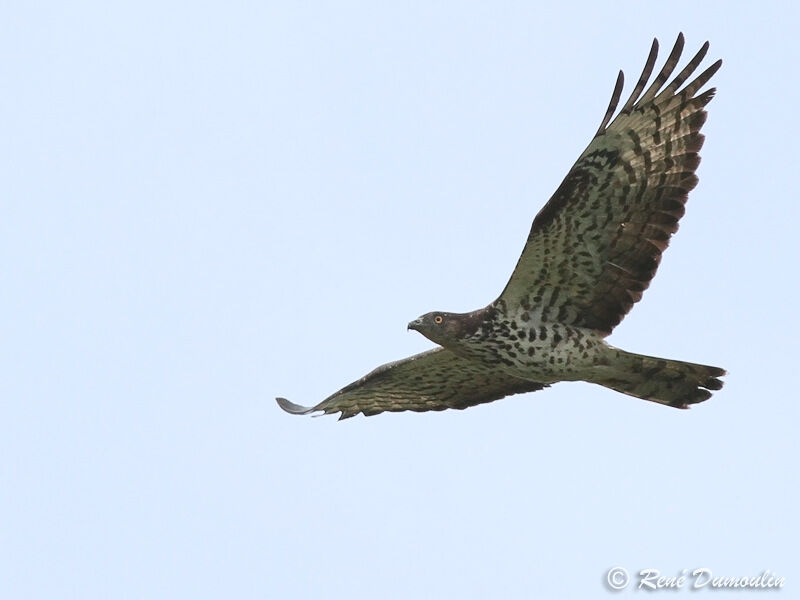 European Honey Buzzard female adult, Flight