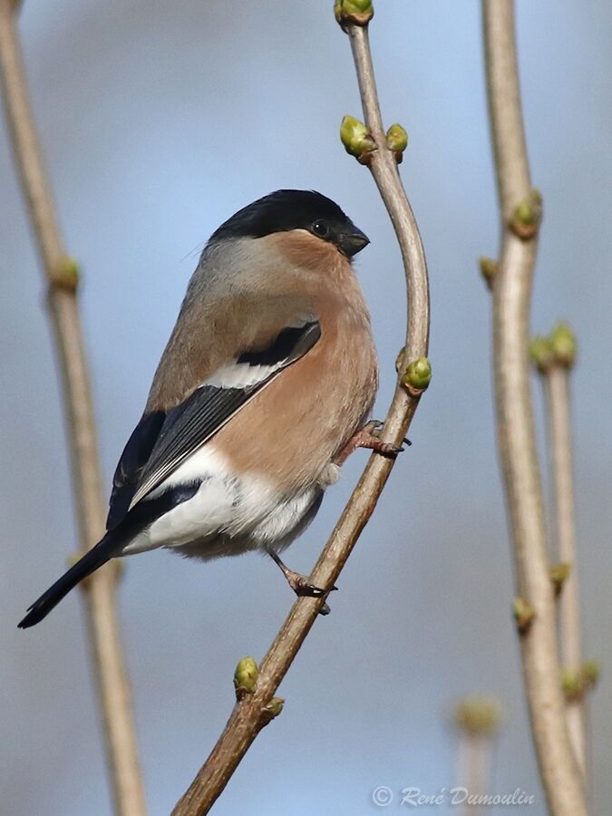 Eurasian Bullfinch female adult breeding, identification