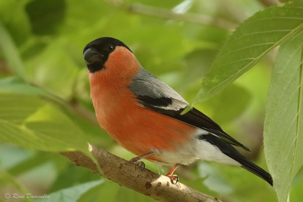 Eurasian Bullfinch male adult breeding, identification
