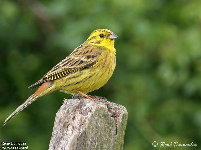 Bruant jaune mâle adulte nuptial, identification