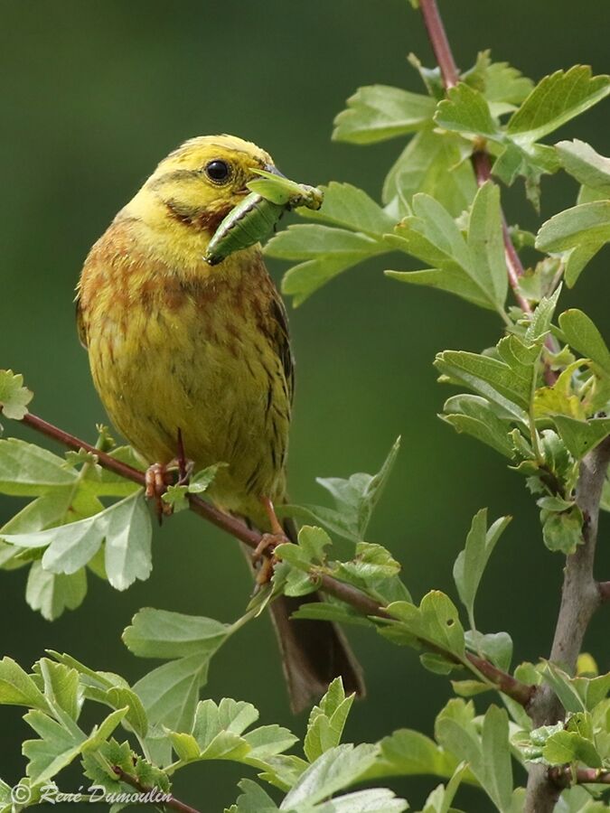 Bruant jaune mâle adulte nuptial, régime