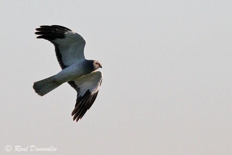 Hen Harrier male adult, Flight