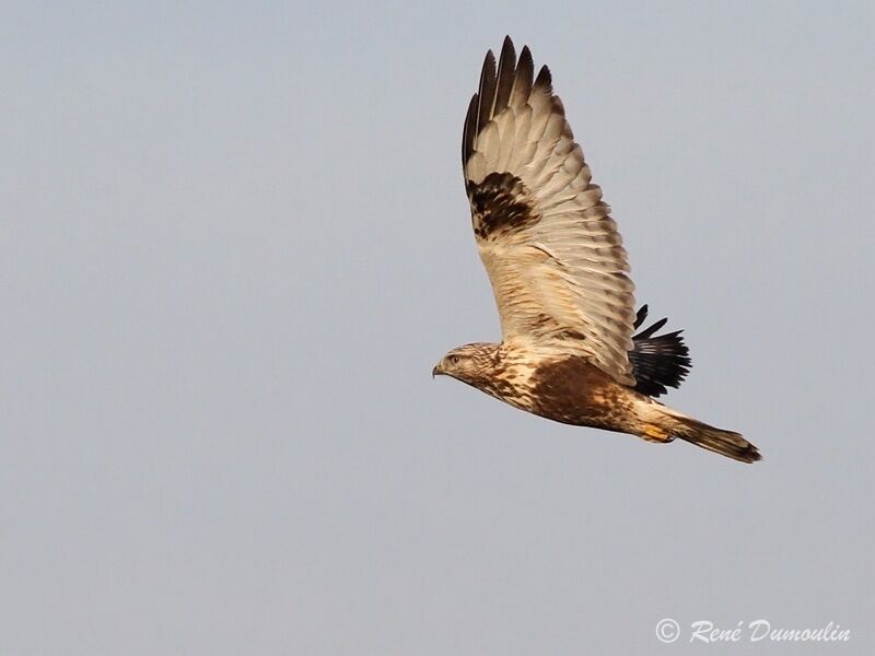 Rough-legged Buzzardjuvenile, Flight