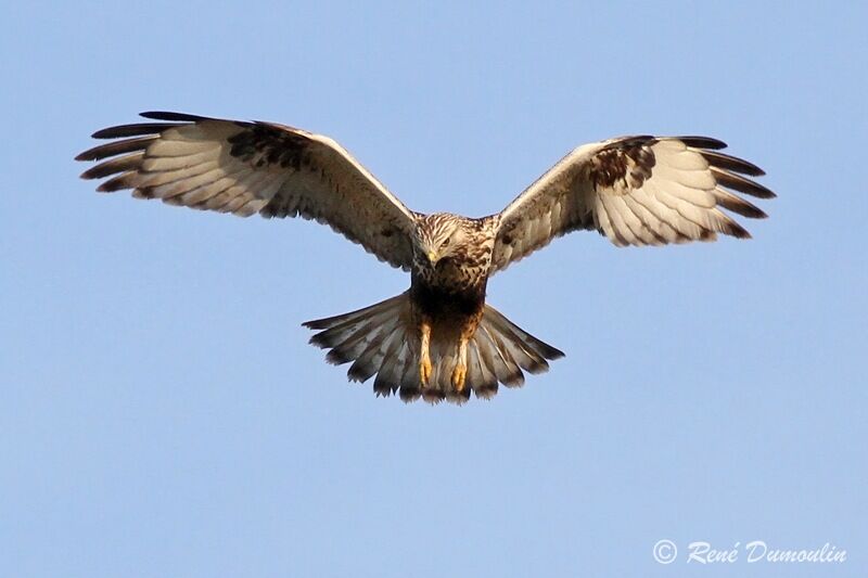 Rough-legged Buzzardjuvenile, identification, Flight, Behaviour