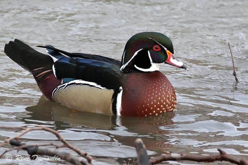 Wood Duck male adult