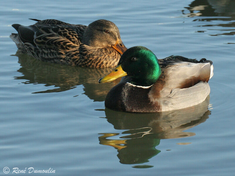 Canard colvert adulte