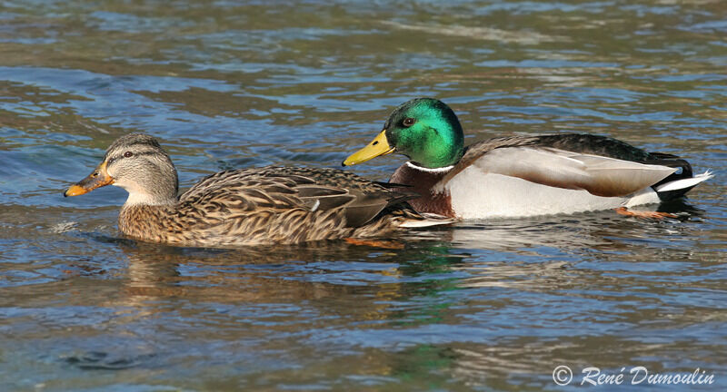 Canard colvert 