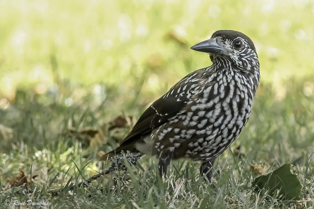 Northern Nutcrackeradult, identification