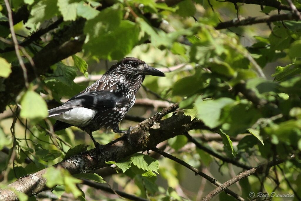 Northern Nutcrackeradult, identification